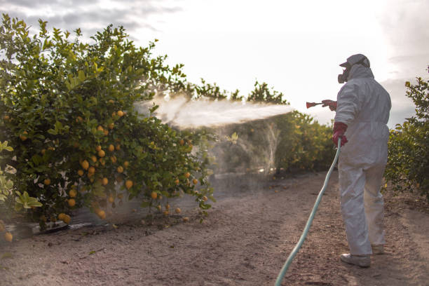 Best Wasp Removal Services  in St Cloud, MN